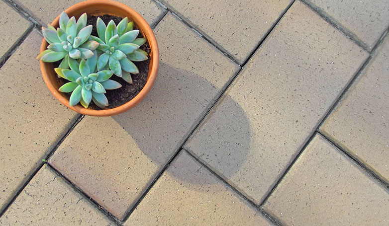 This is a clean brick paver with a plant on top of it. 