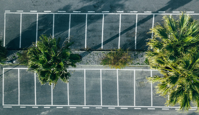 A plants and trees on asphalt parking lot